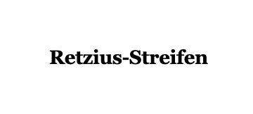 Retzius-Streifen-Zahnmedizin